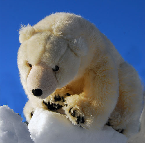 Todd is my friend and a polar bear from Svalbard