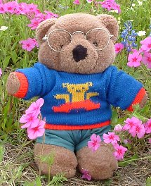 Bertie bear from New Zealand is missing