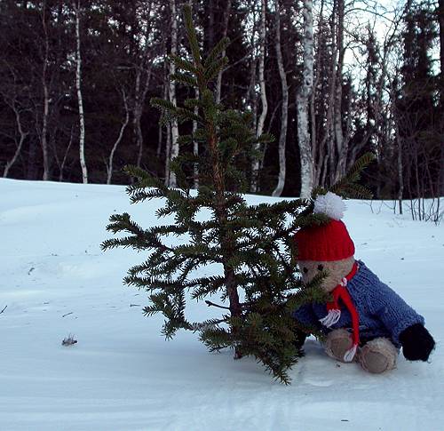 Christmas tree cutting