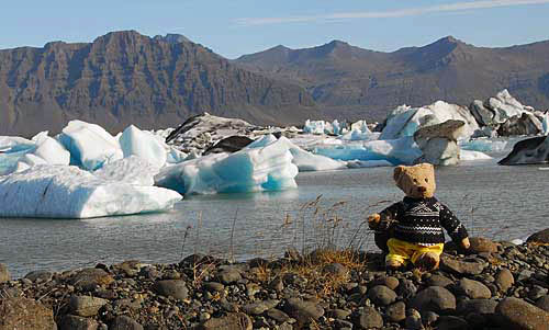 Gregory Bear at a glacier